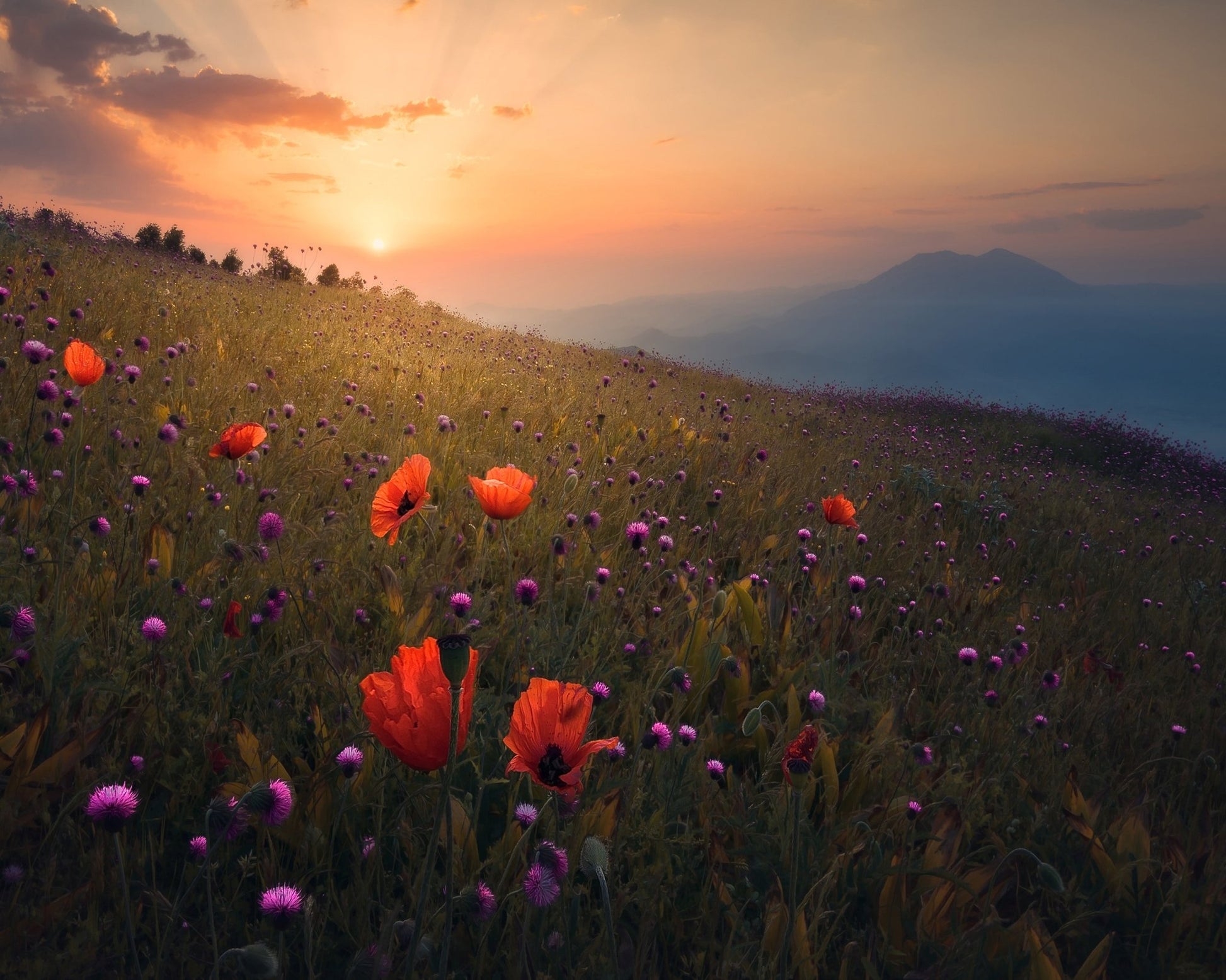 Spring Meadow Poppies Sunset Landscape