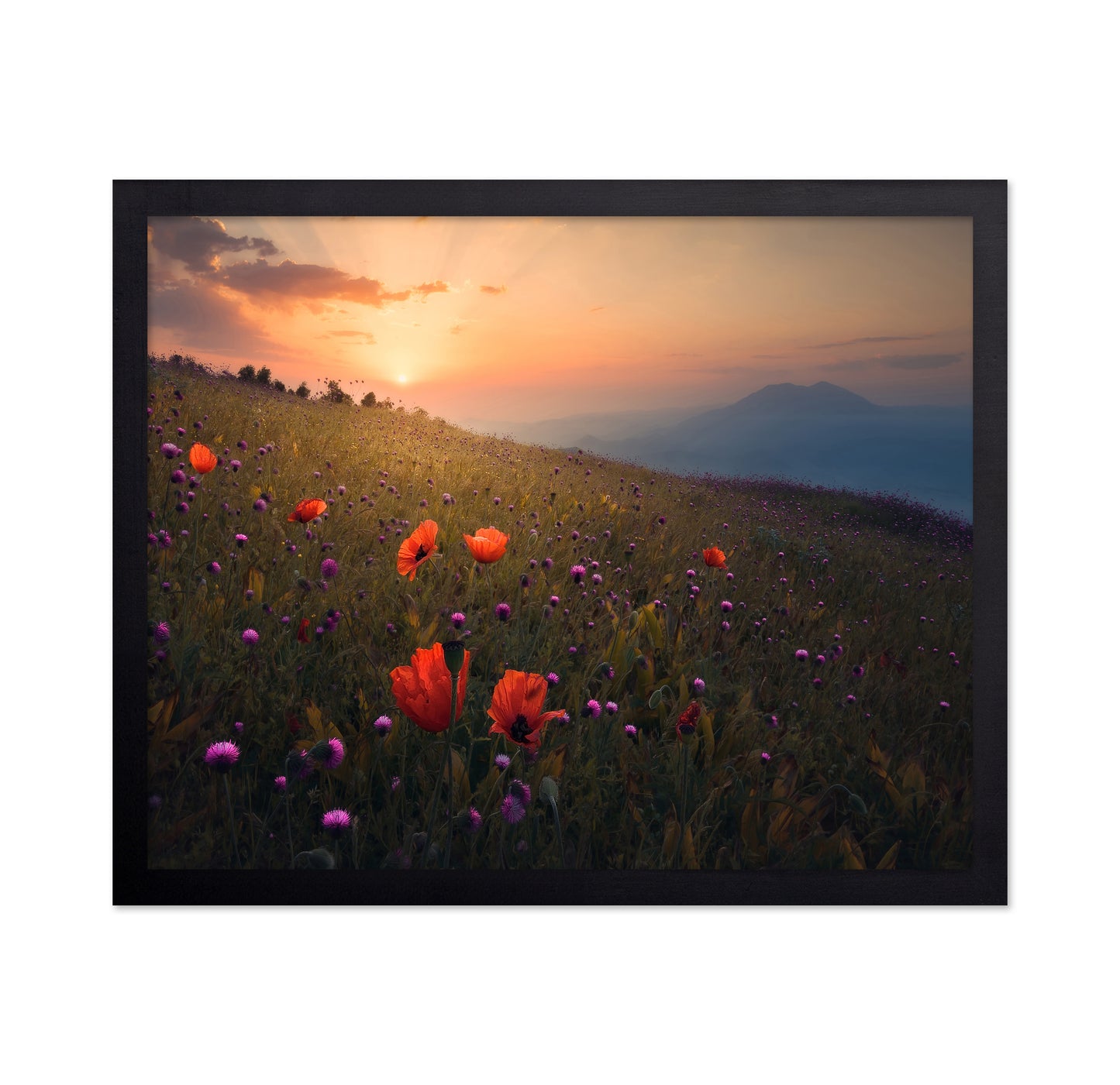 Spring Meadow Poppies Sunset Landscape