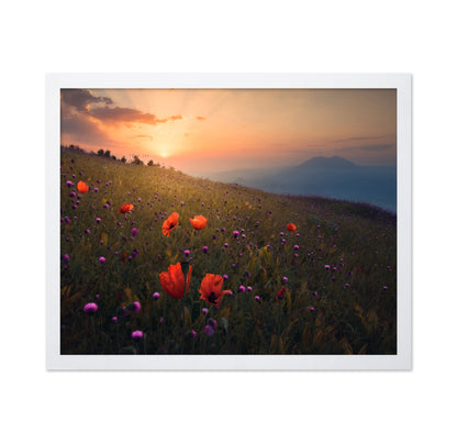 Spring Meadow Poppies Sunset Landscape