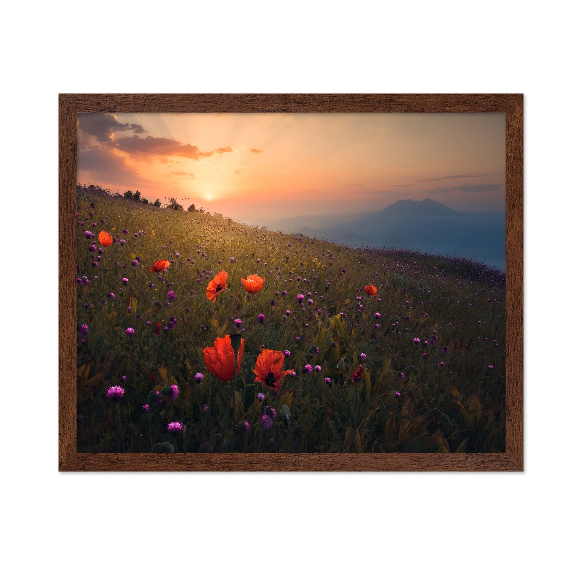 Spring Meadow Poppies Sunset Landscape