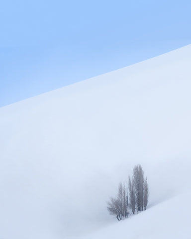 Lone Tree Snow Minimal Landscape