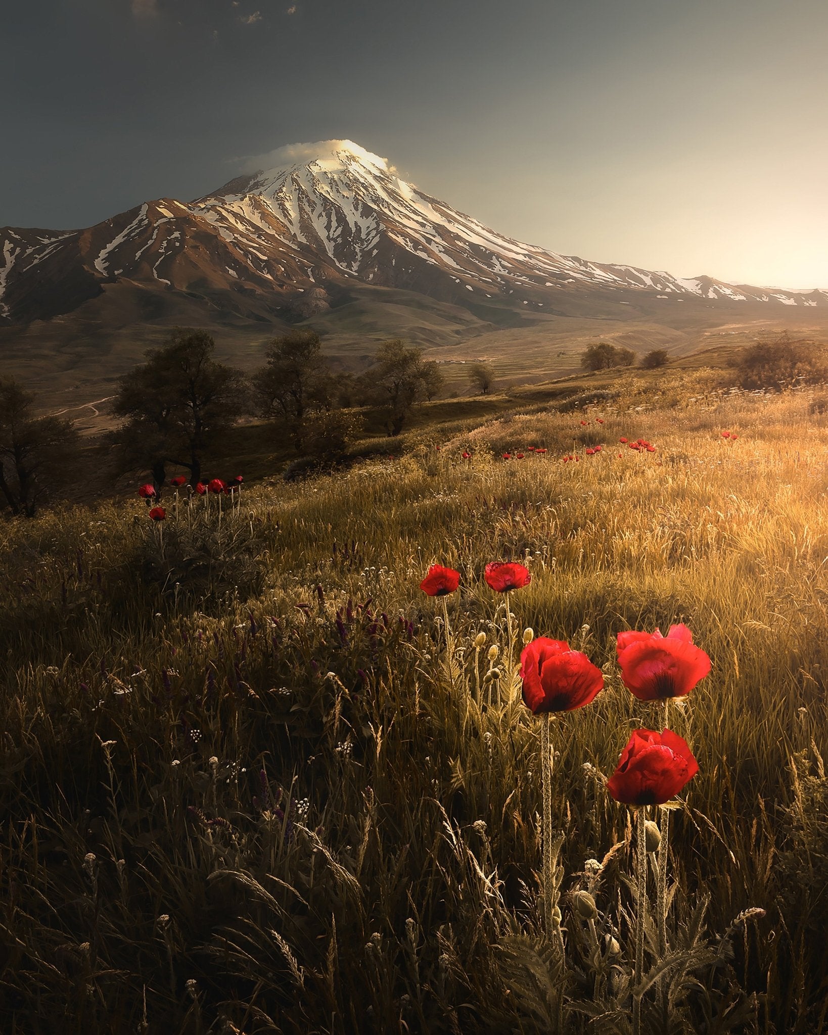 Poppy Field Sunrise Mountain Landscape