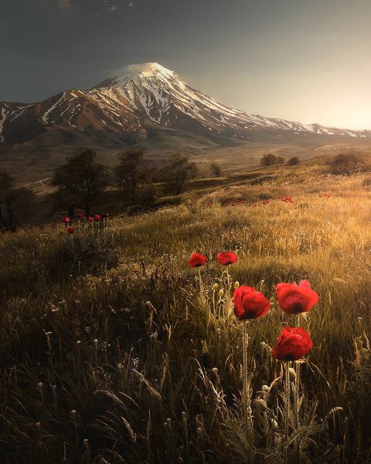 Poppy Field Sunrise Mountain Landscape