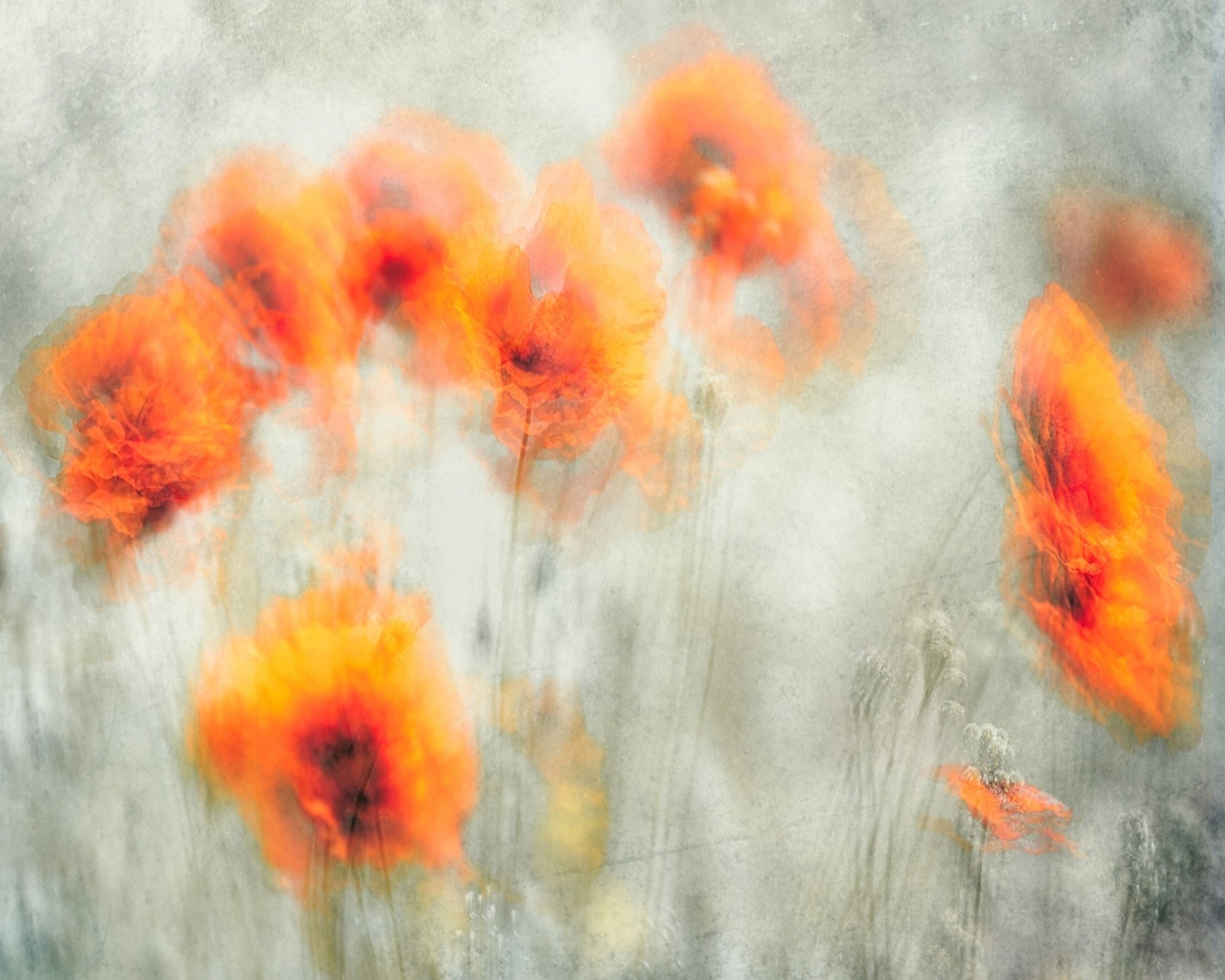 Abstract Poppy Flowers Blur