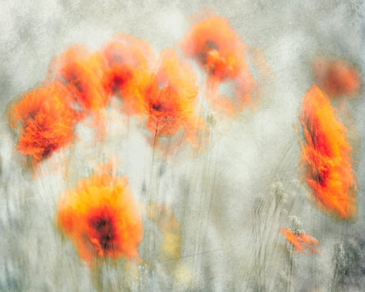 Abstract Poppy Flowers Blur