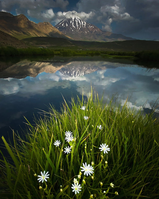 Mountain Lake Reflection Flowers