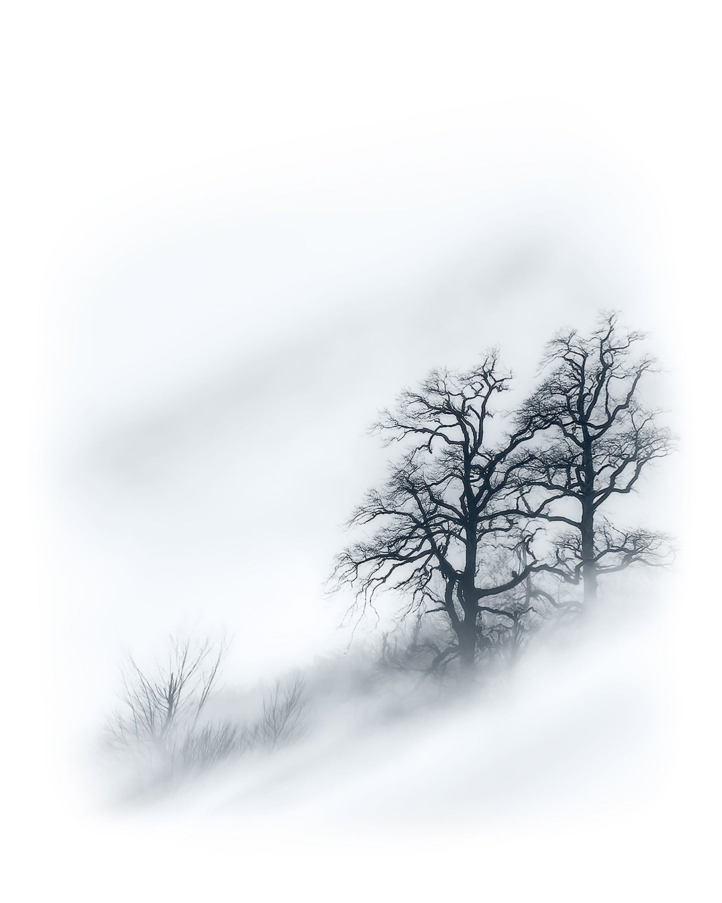 Minimal Trees In Fog