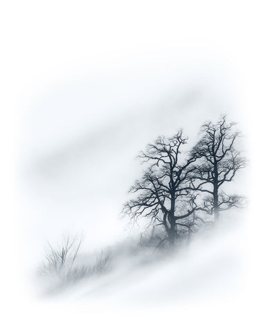 Minimal Trees In Fog