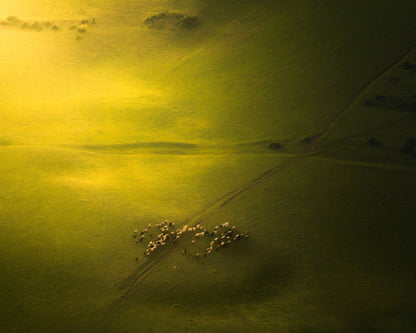 Sheep Herd Green Landscape