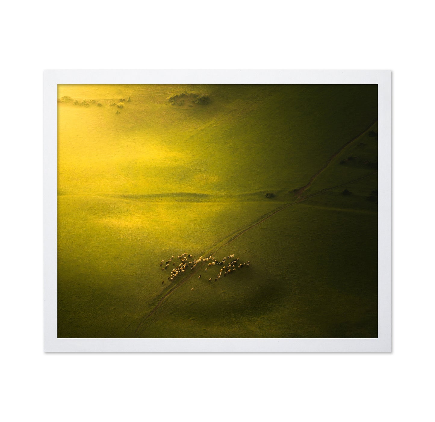 Sheep Herd Green Landscape