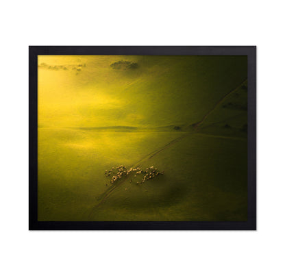 Sheep Herd Green Landscape