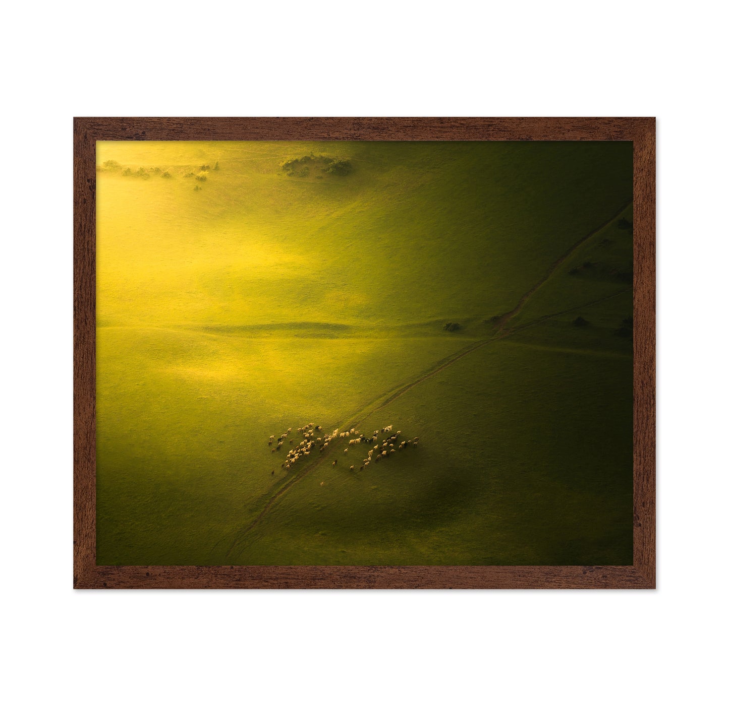 Sheep Herd Green Landscape