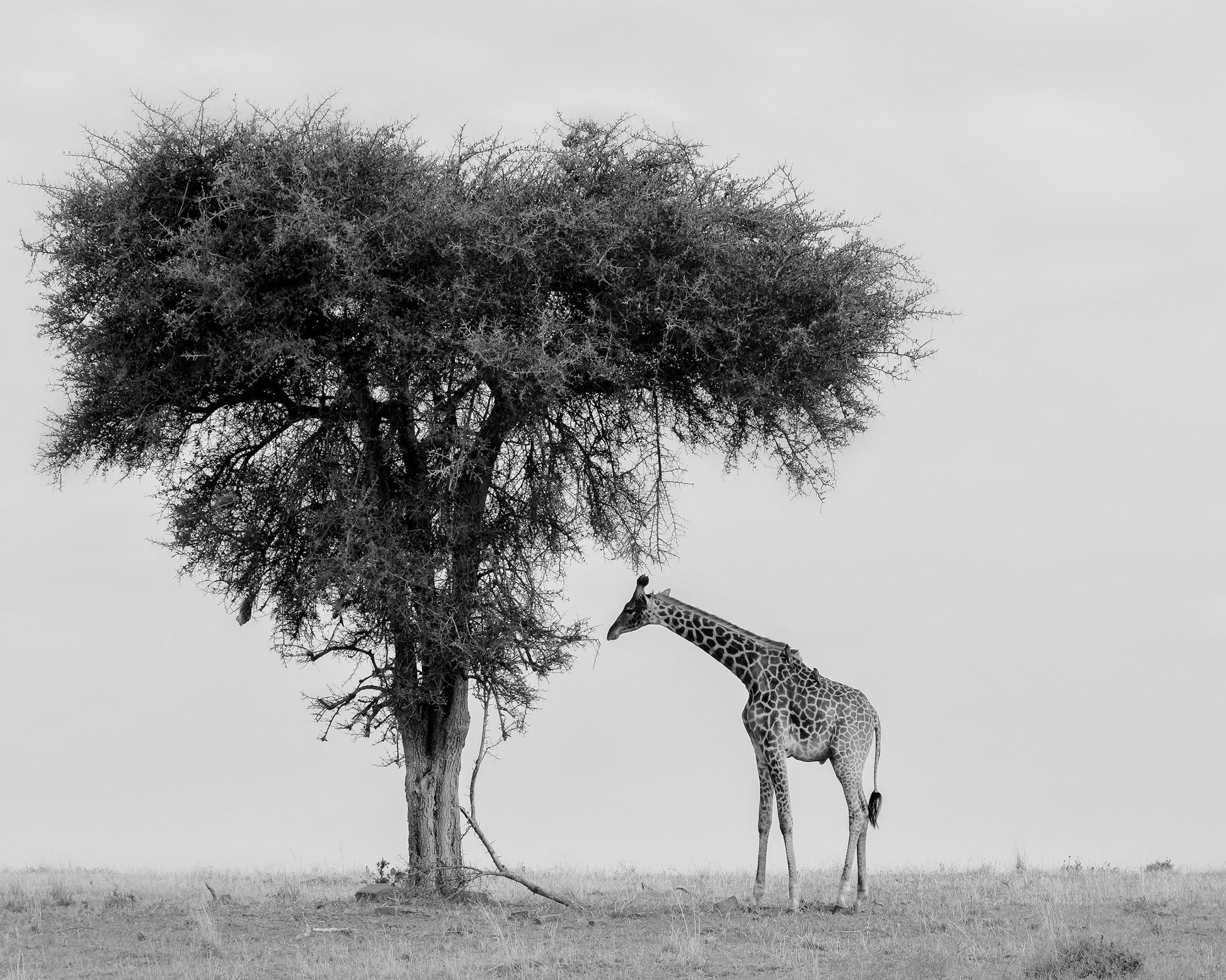Giraffe Under Lone Tree