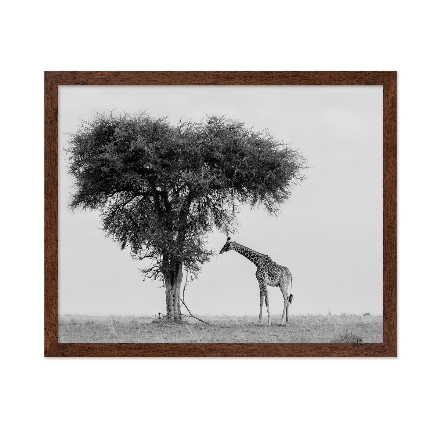 Giraffe Under Lone Tree