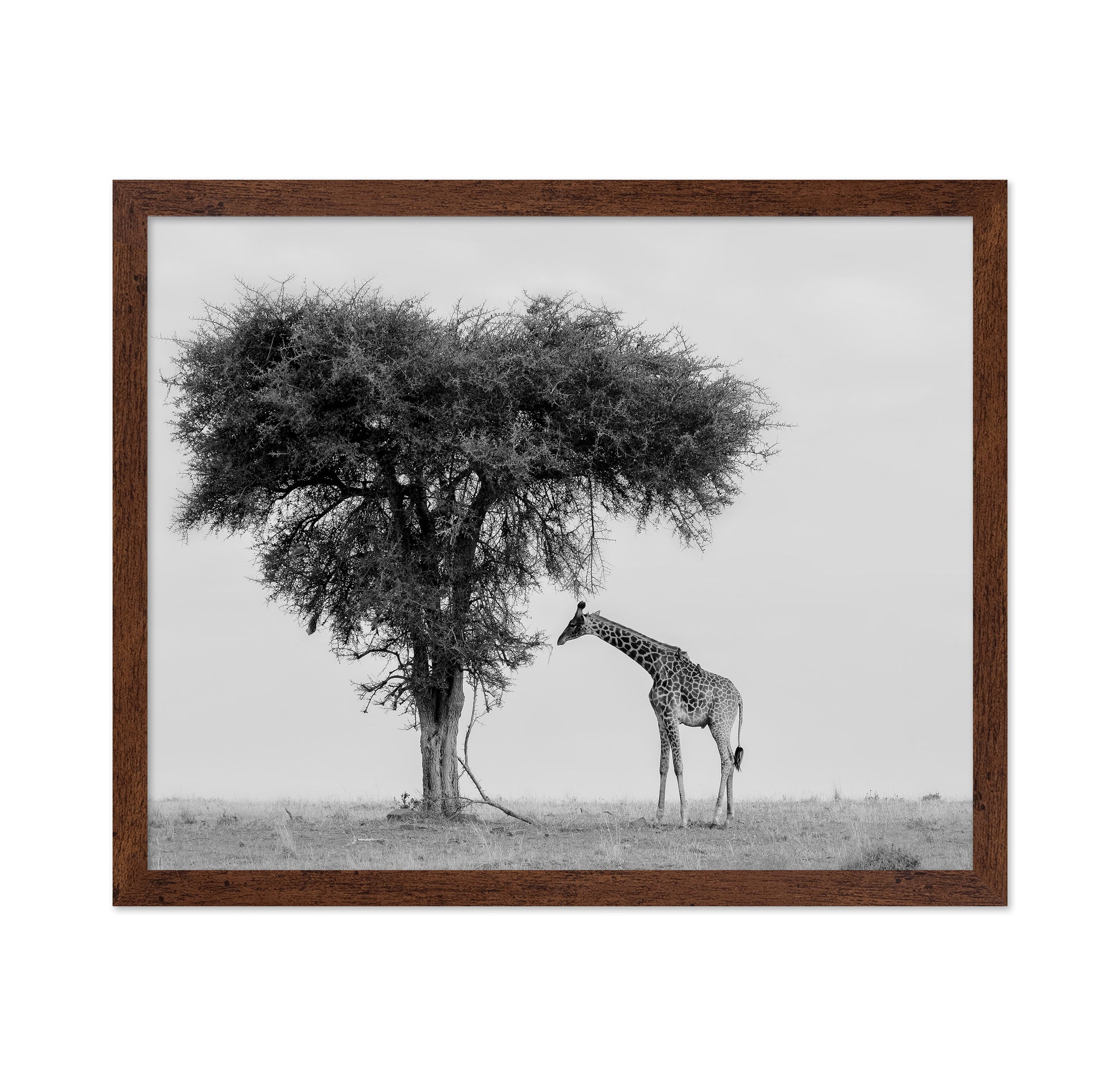 Giraffe Under Lone Tree