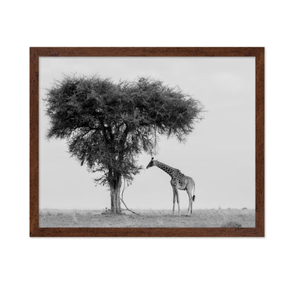Giraffe Under Lone Tree