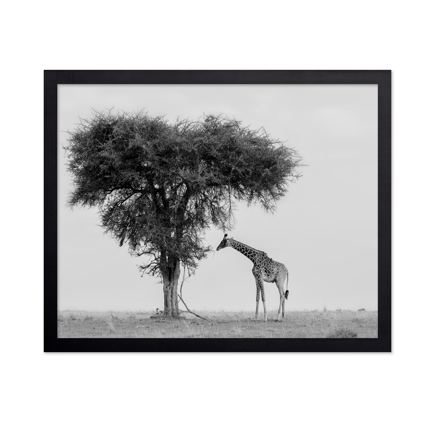 Giraffe Under Lone Tree