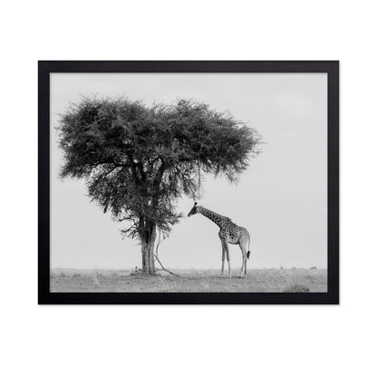 Giraffe Under Lone Tree