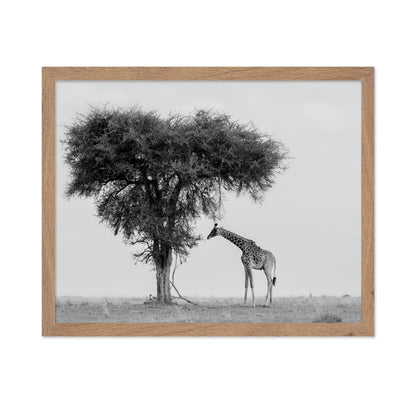 Giraffe Under Lone Tree