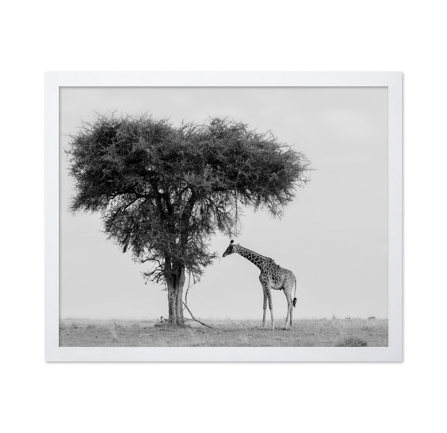 Giraffe Under Lone Tree