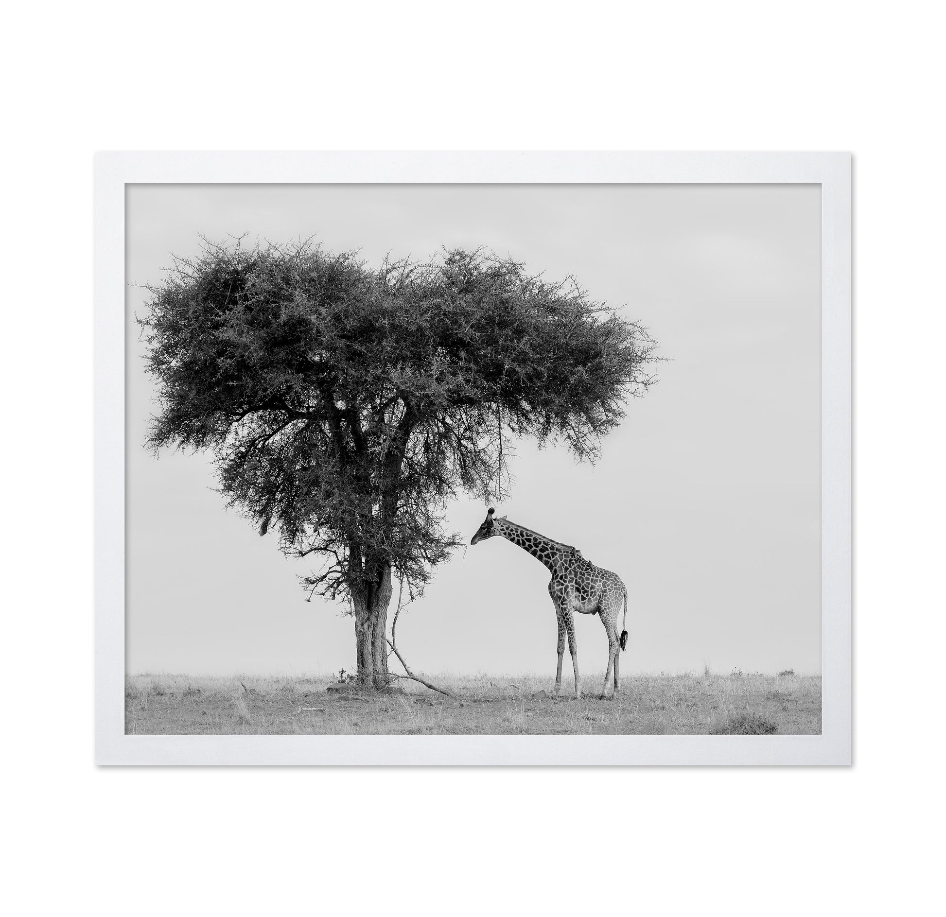 Giraffe Under Lone Tree