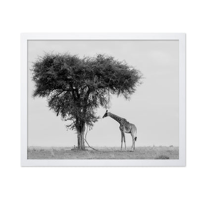 Giraffe Under Lone Tree
