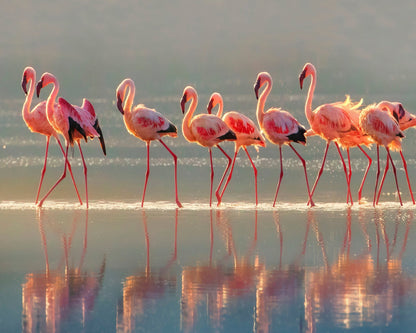 Flamingo Group Reflection