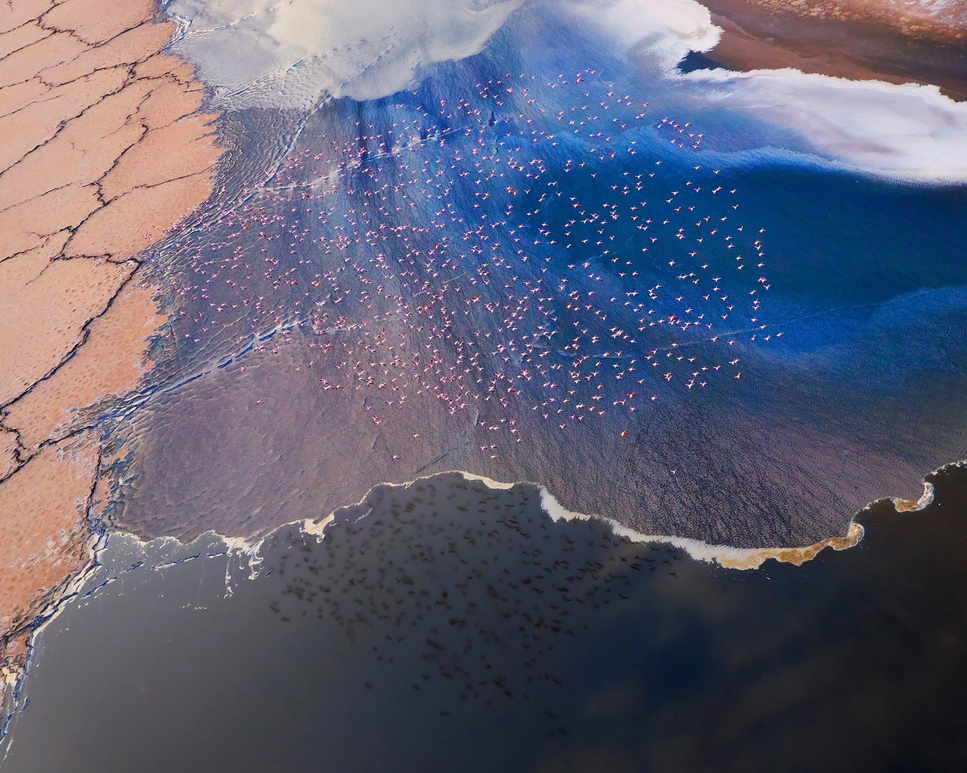 Flamingo Aerial Pattern