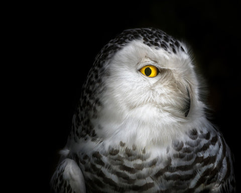 Snowy Owl Portrait