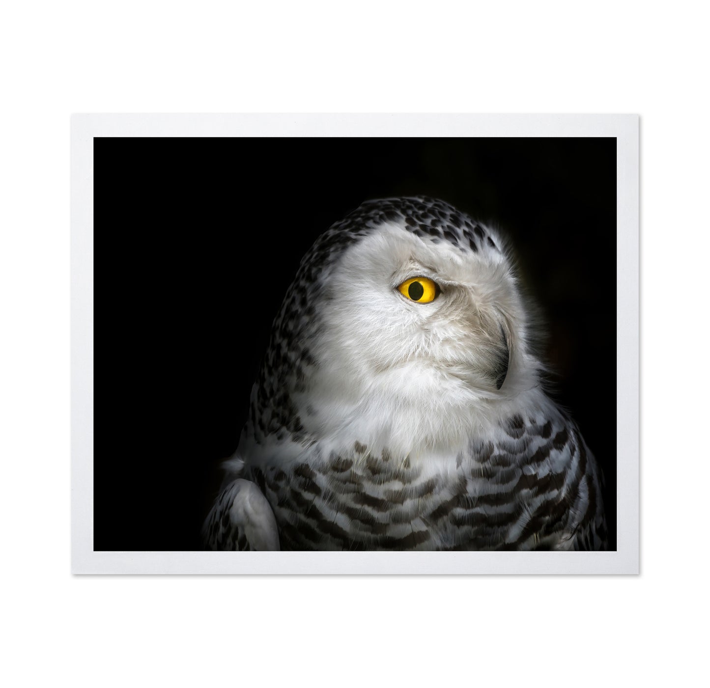 Snowy Owl Portrait