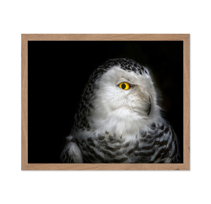 Snowy Owl Portrait