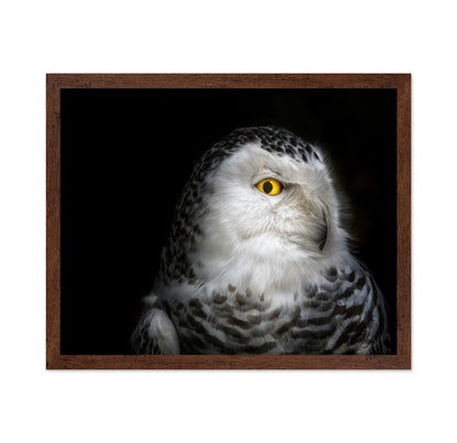 Snowy Owl Portrait