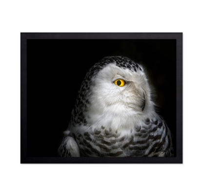 Snowy Owl Portrait