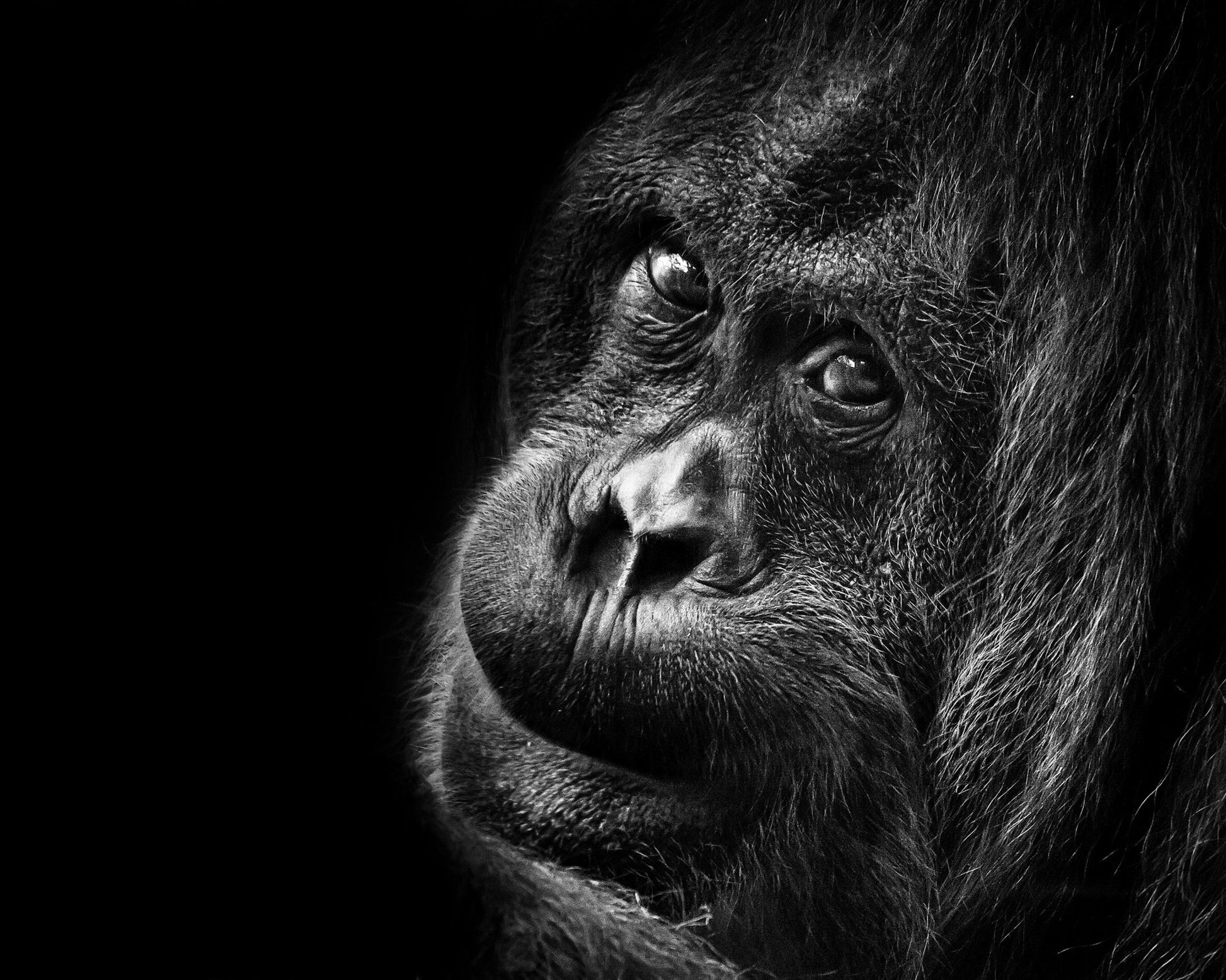 Gorilla Portrait No2