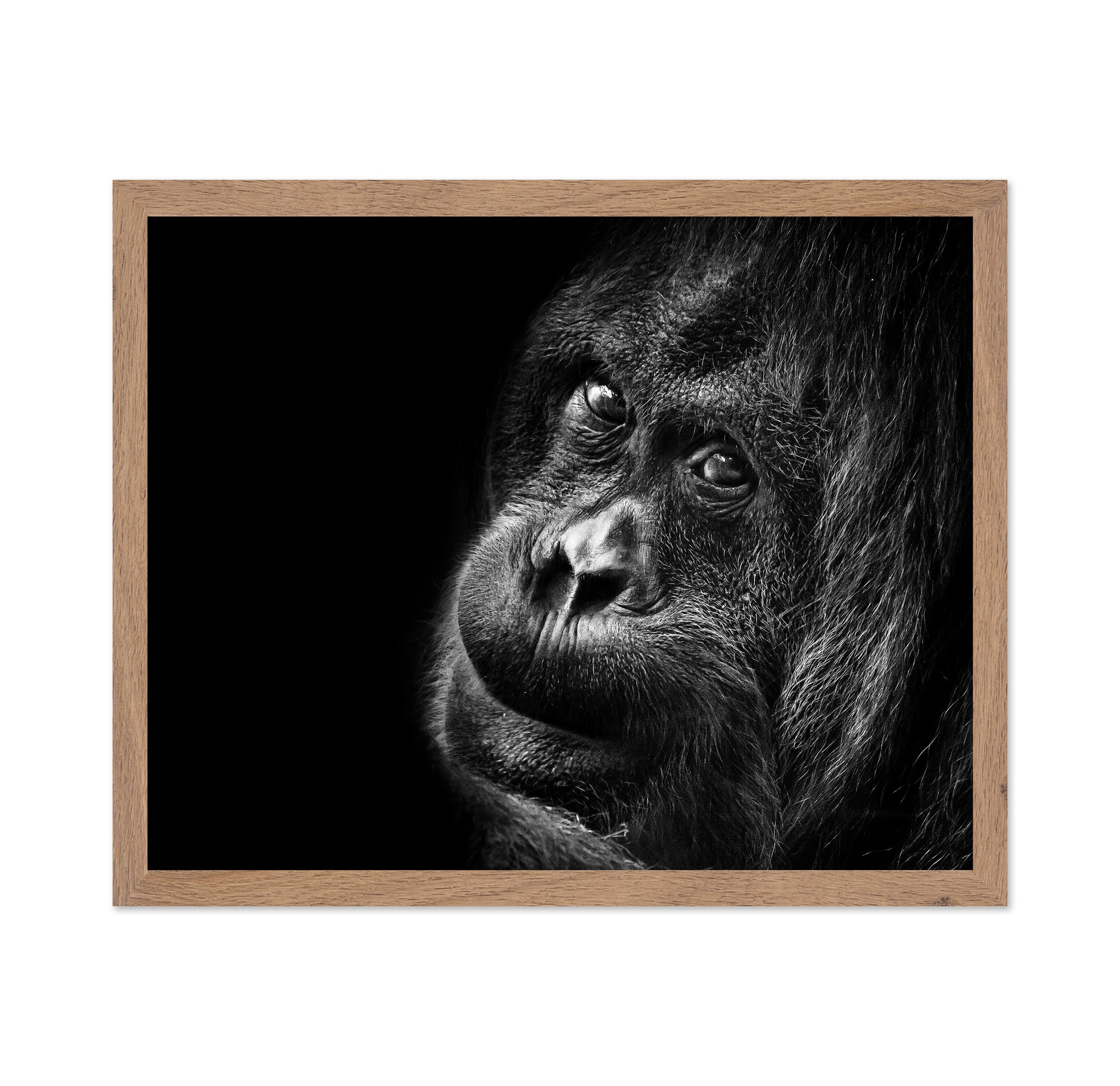 Gorilla Portrait No2