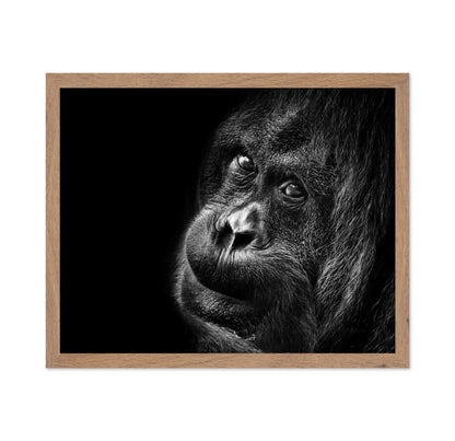 Gorilla Portrait No2