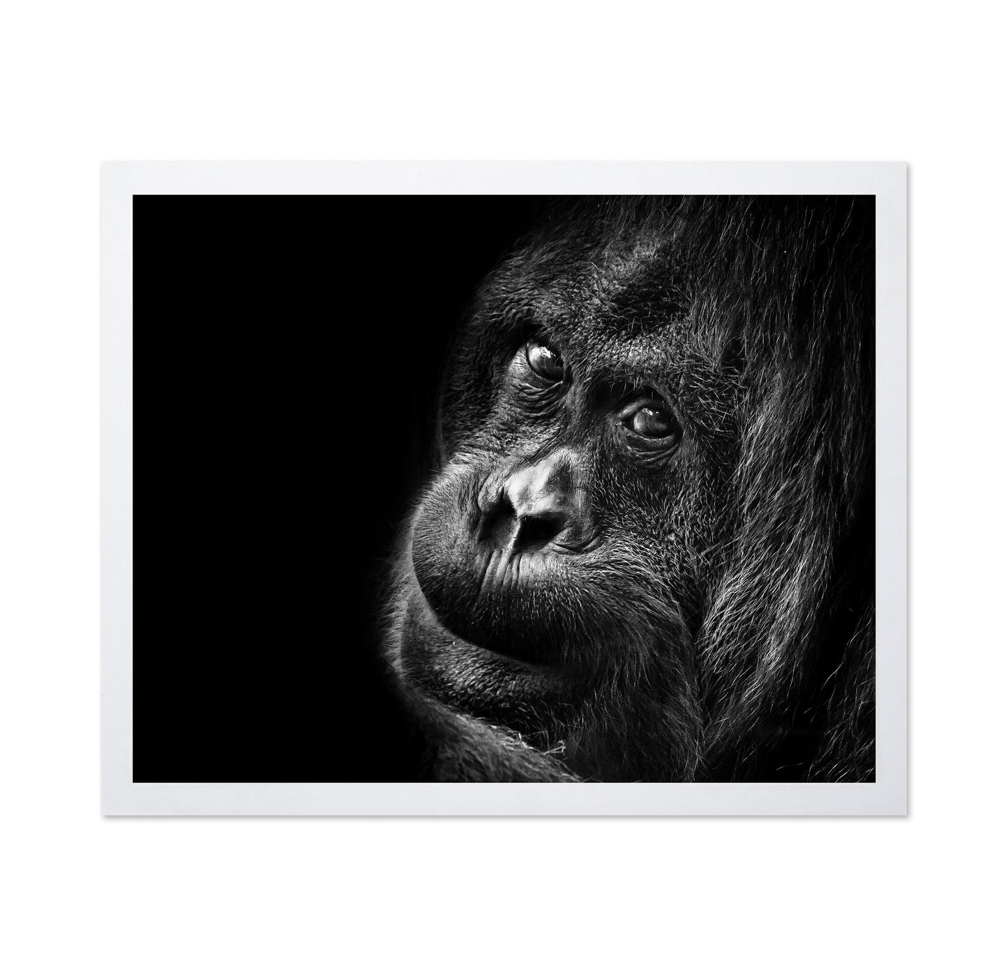 Gorilla Portrait No2