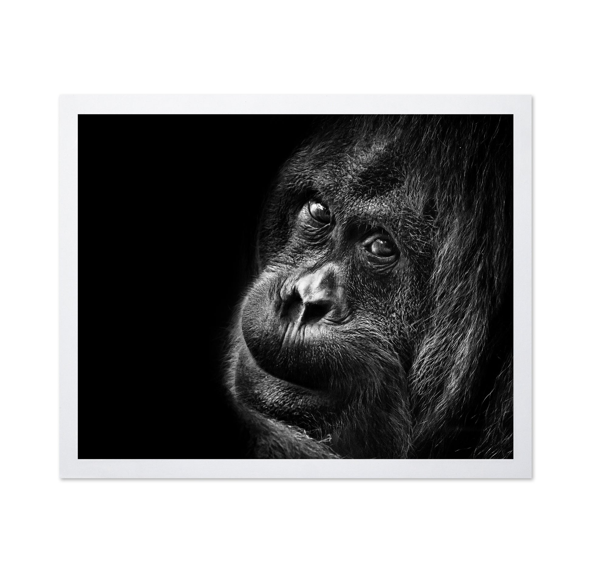 Gorilla Portrait No2