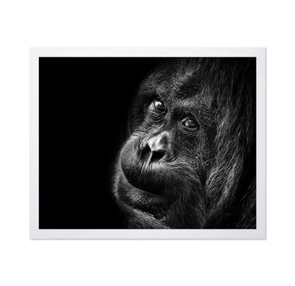 Gorilla Portrait No2