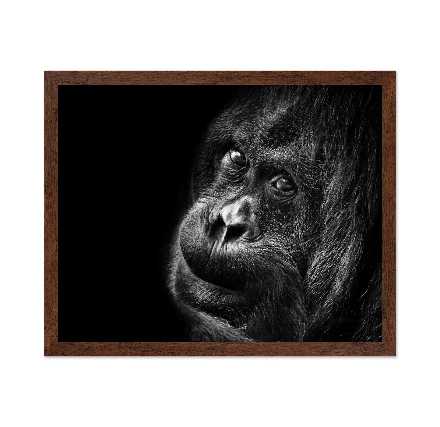 Gorilla Portrait No2