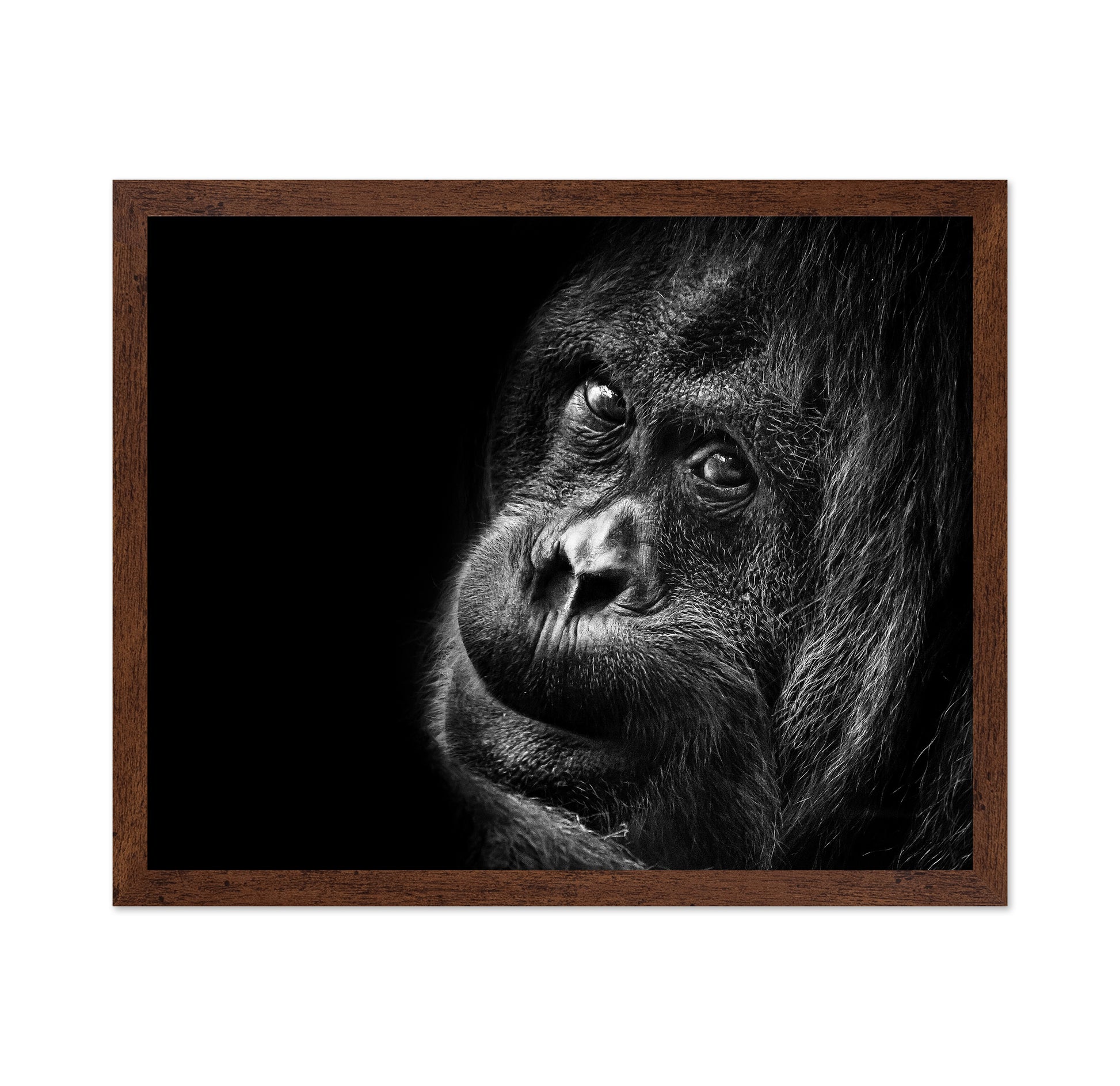 Gorilla Portrait No2