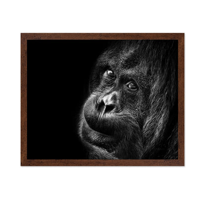 Gorilla Portrait No2
