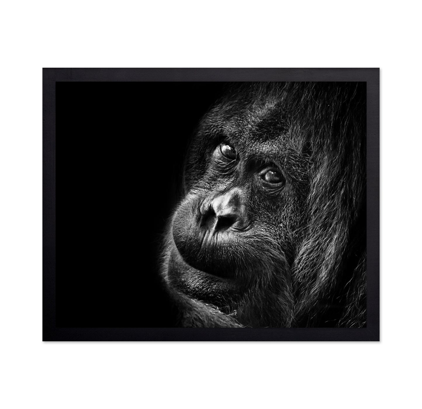 Gorilla Portrait No2