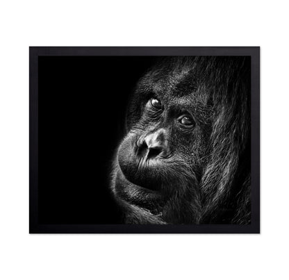 Gorilla Portrait No2