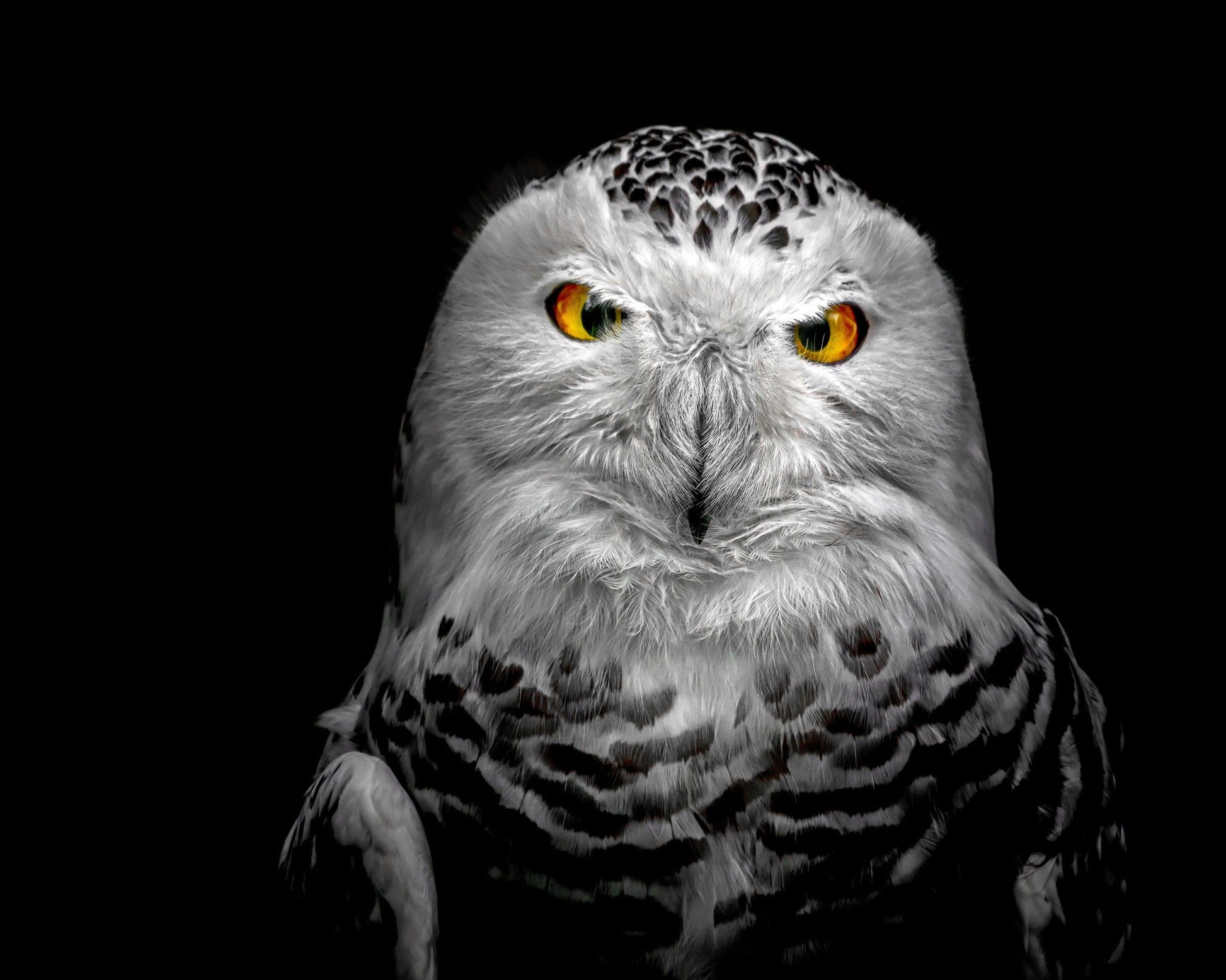 Owl Face Closeup