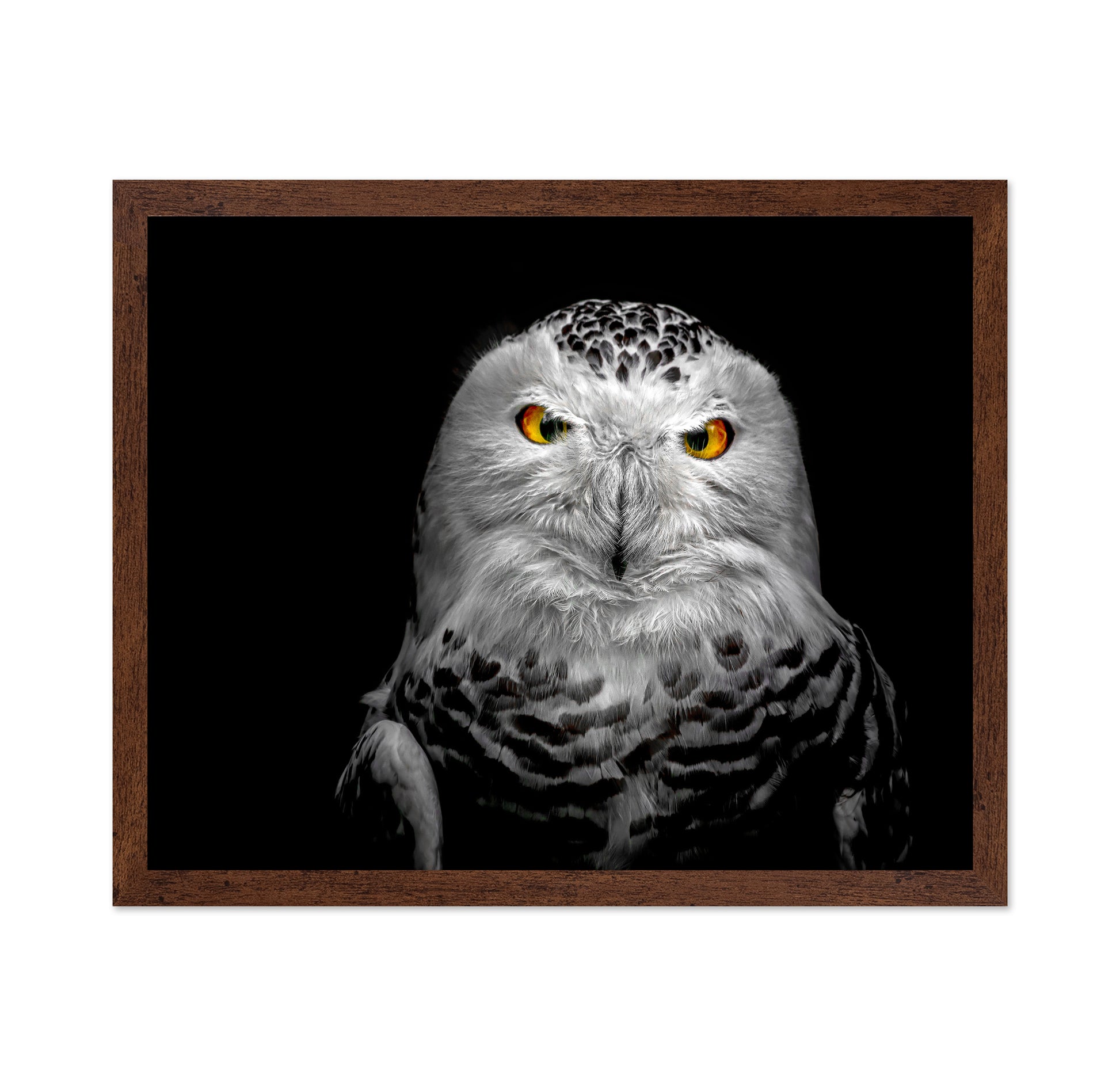 Owl Face Closeup