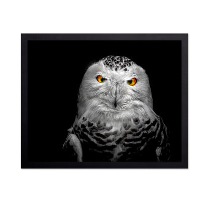 Owl Face Closeup