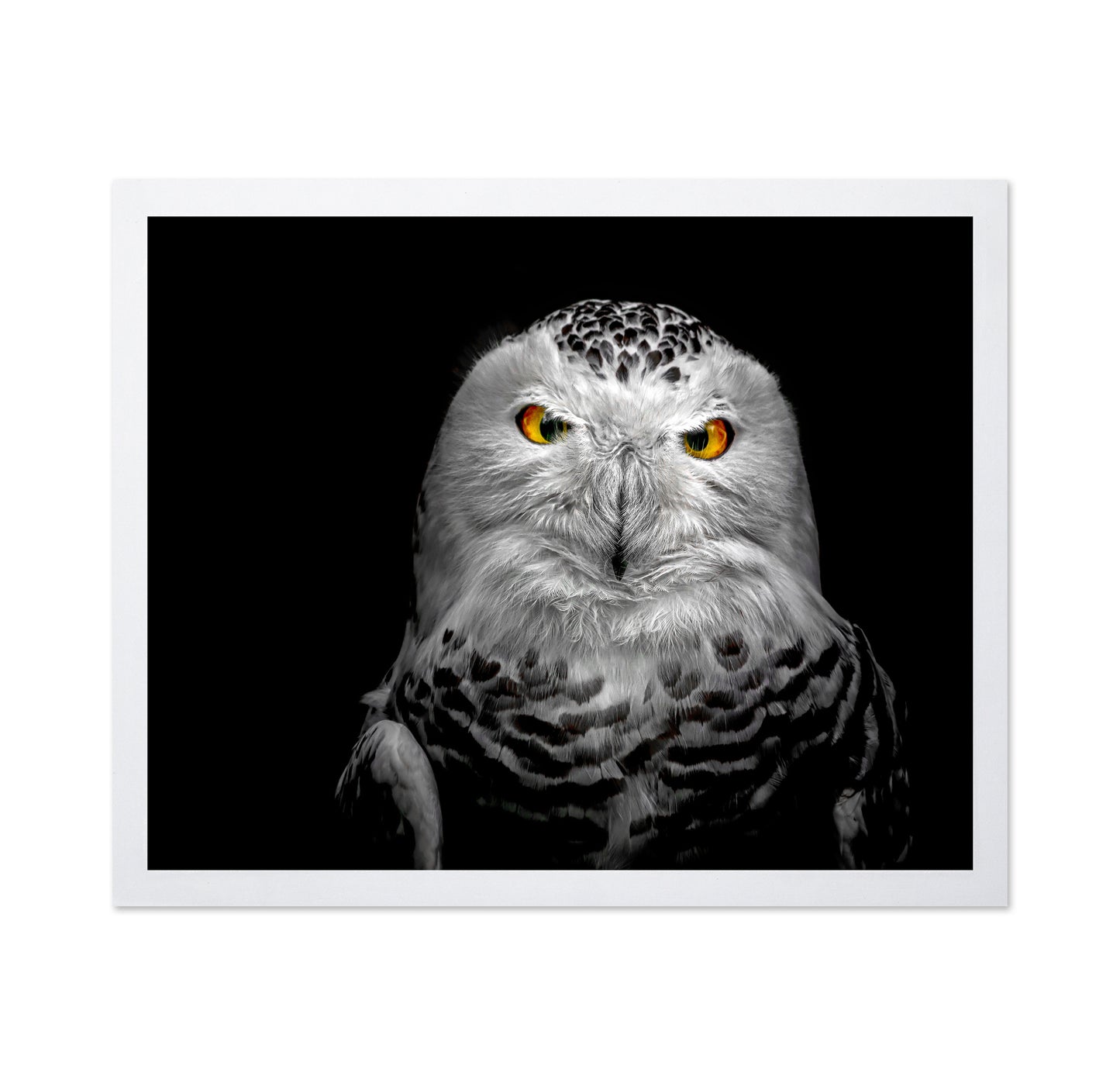 Owl Face Closeup