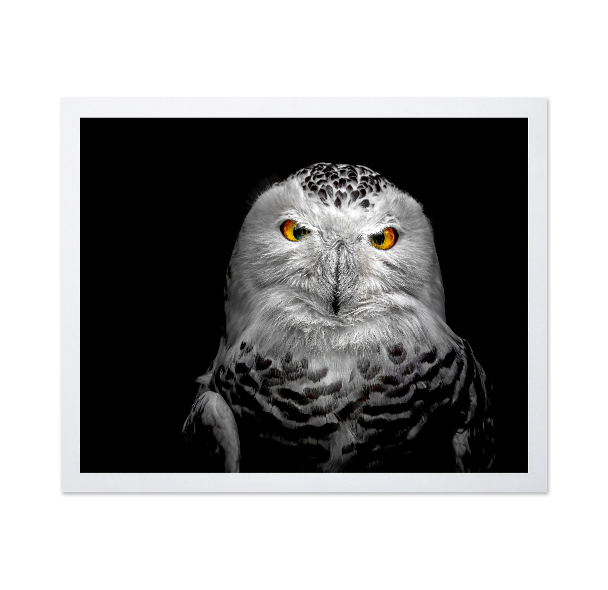 Owl Face Closeup