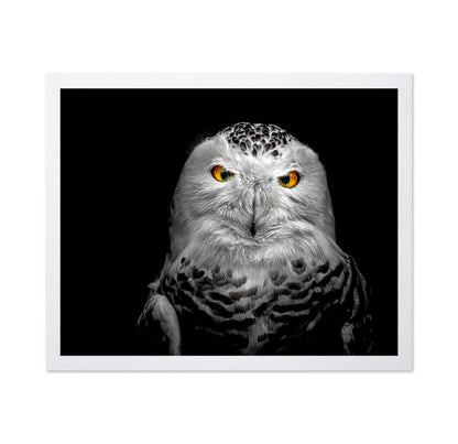 Owl Face Closeup
